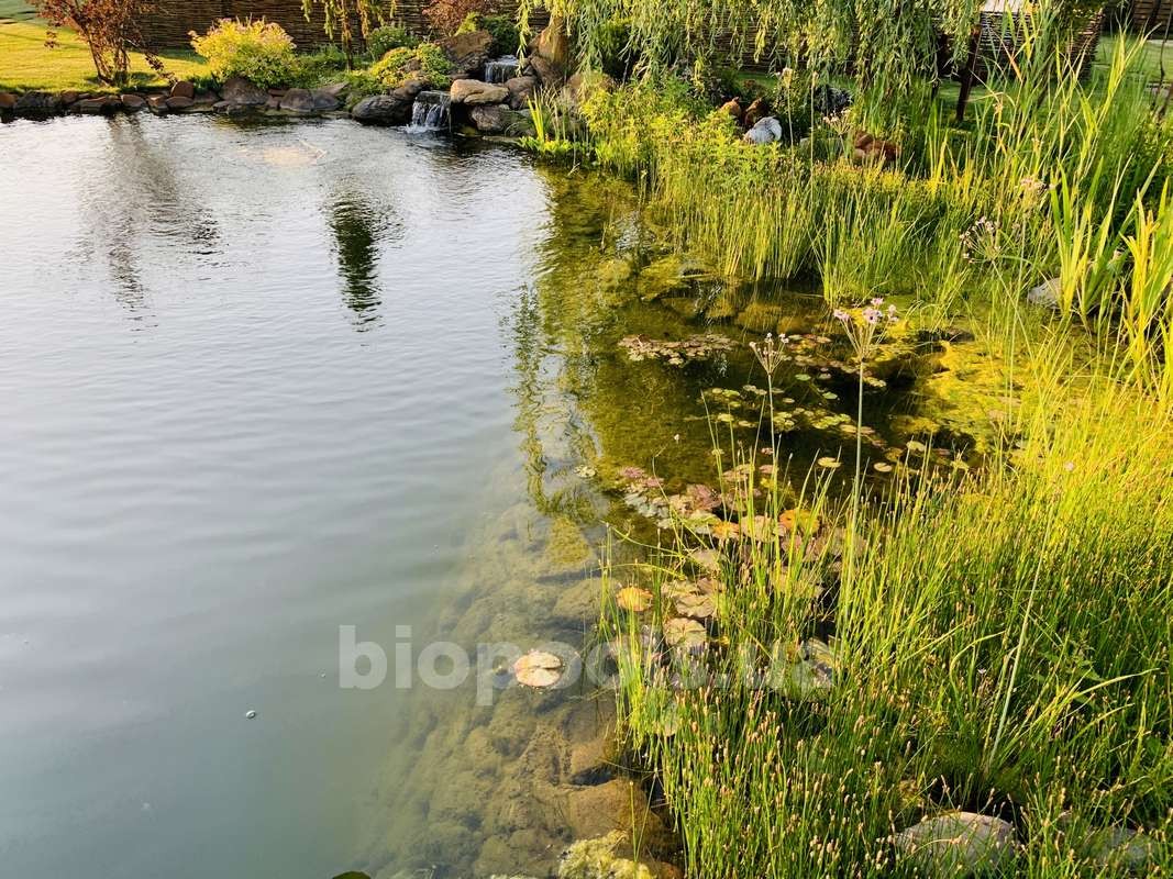2015_Vishenki_pond_2020_08