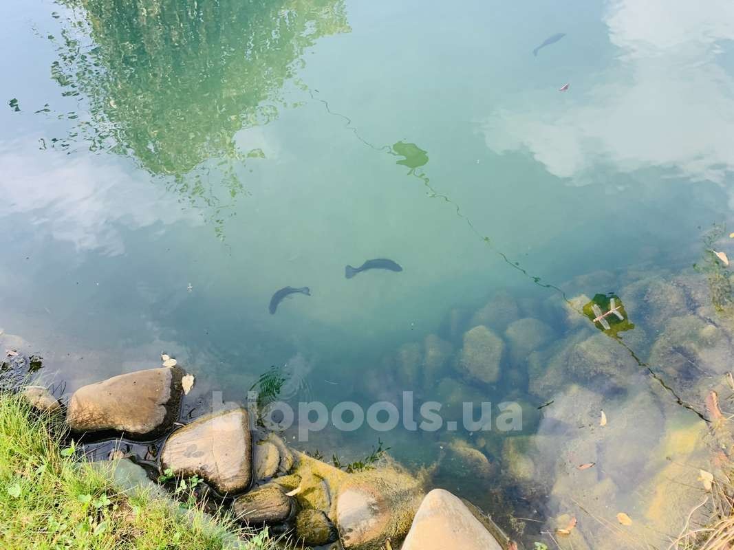 2015_Vishenki_pond_2020_11