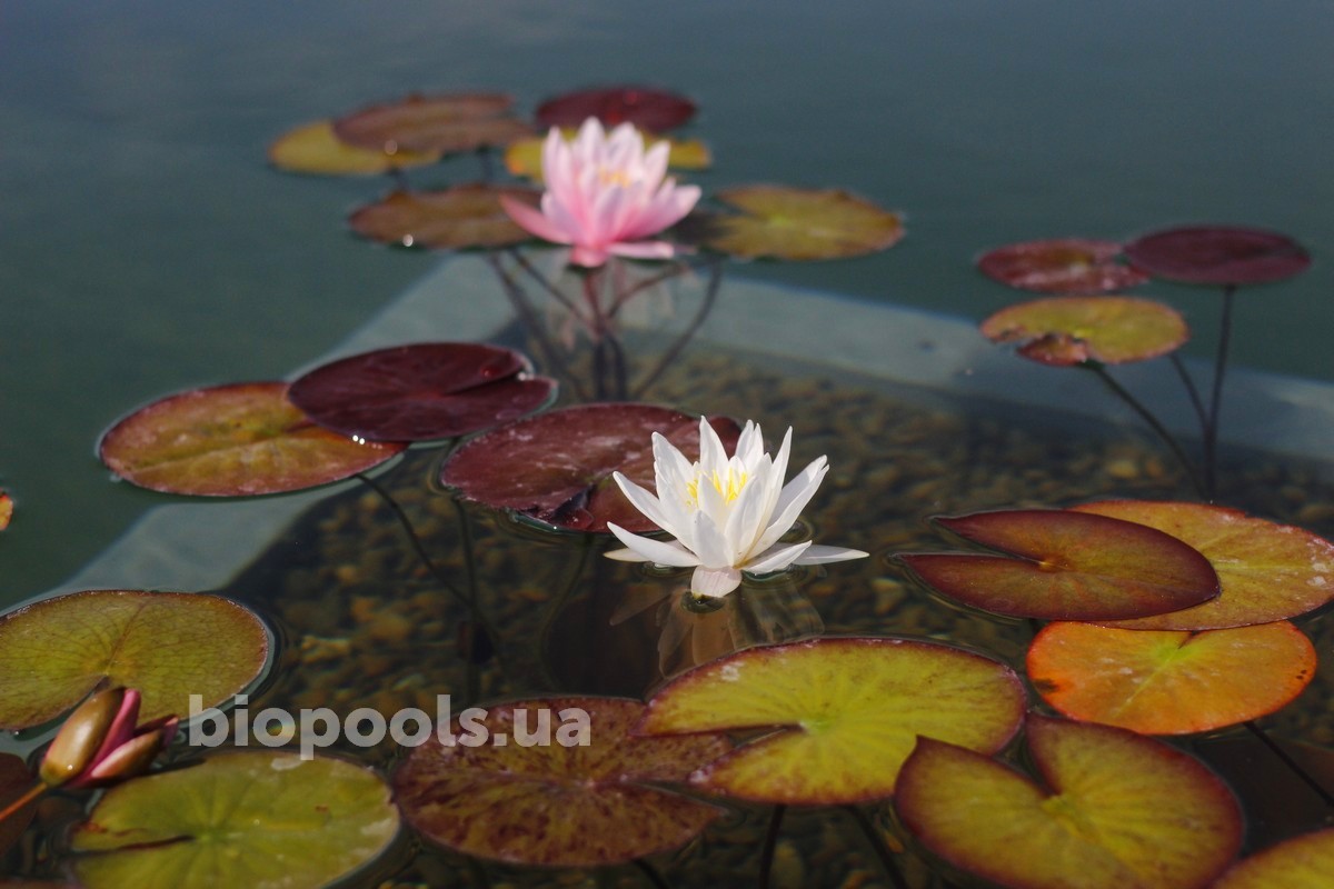 2017_biopool_dmytrovichi_194