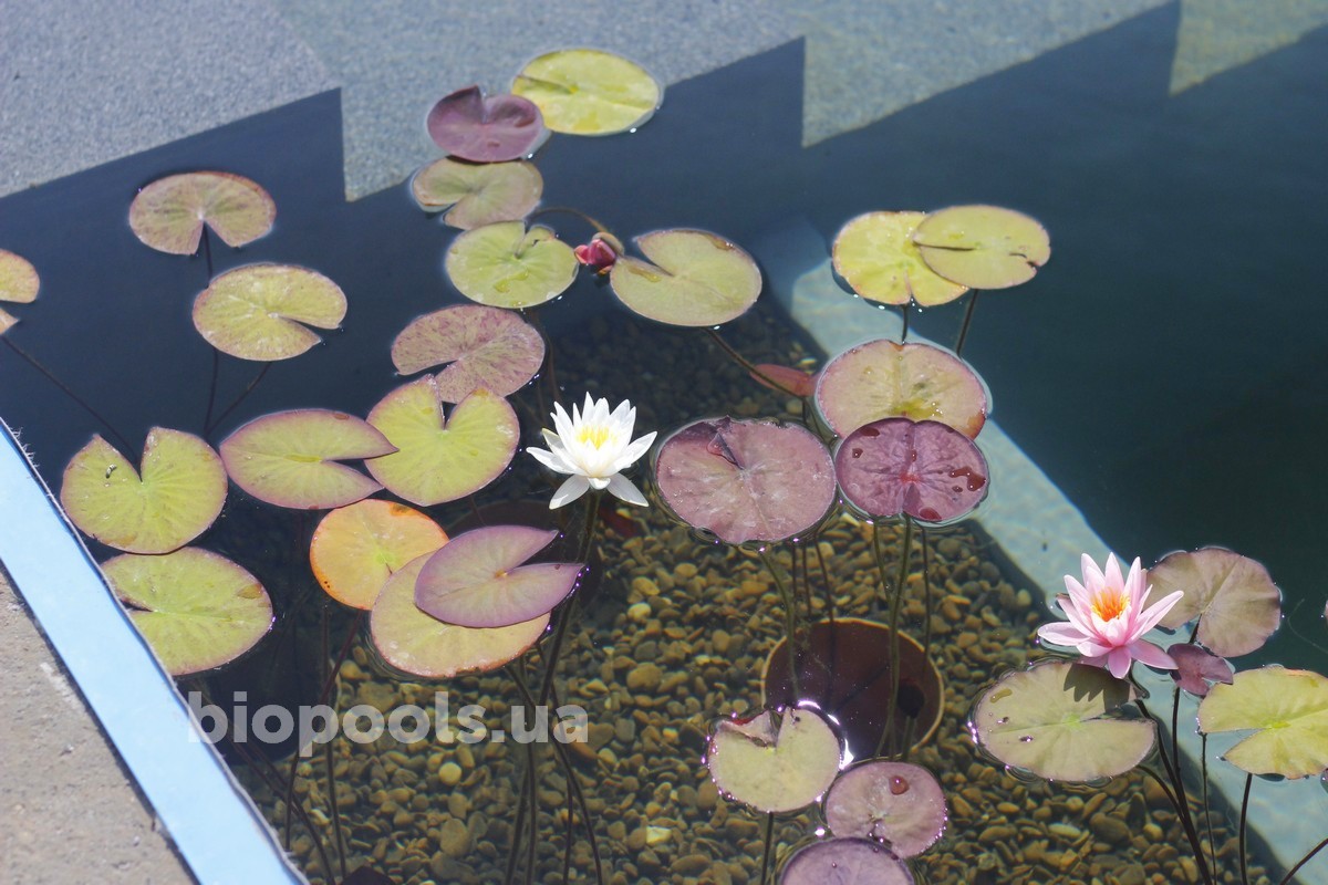 2017_biopool_dmytrovichi_195